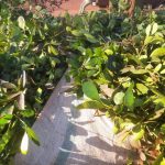 Asociación Oñoirũ genera importante movimiento económico en Itapúa con yerba mate orgánica de exportación
