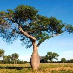 Del Chaco a Medio Oriente: Paraguay concreta exportación directa del árbol nativo conocido como “Samu’u”